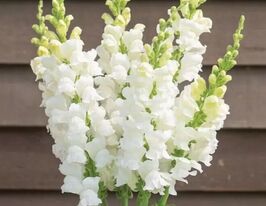 Львиный Зев садовый Адмирал F1 белый купить