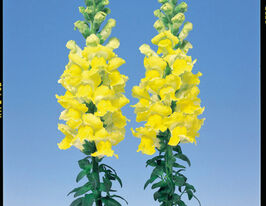 Львиный Зев садовый Адмирал F1 желтый купить