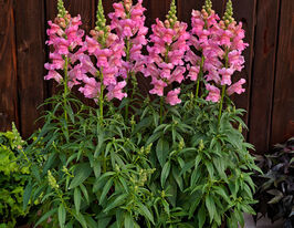 Львиный Зев садовый Адмирал F1 пинк купить