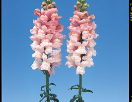 Львиный Зев садовый Адмирал F1 пинк биколор купить