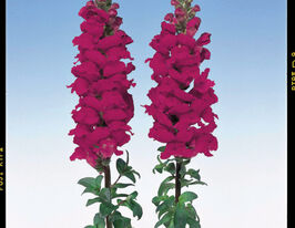 Львиный Зев садовый Адмирал F1 пурпл купить