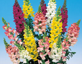 Львиный Зев садовый Адмирал F1 смесь купить