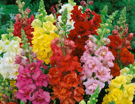 Львиный Зев Мадам Баттерфляй F1 смесь купить