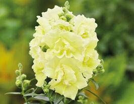 Львиный Зев махровый Твинни F1 лимонный купить