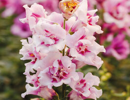 Львиный Зев махровый Твинни F1 орхид купить