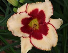 Лилейник Ниппон (Nippon) купить