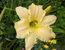 Лилейник Пресиус де Оро (Precious de Oro) купить