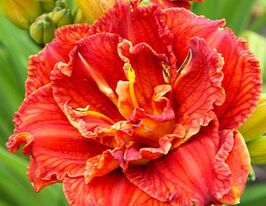 Лилейник Паприка Флейм (Paprika Flame) купить