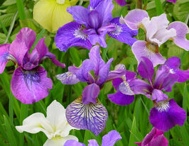 Ирис сибирский Бреденс Микс (Breeders Mix) купить