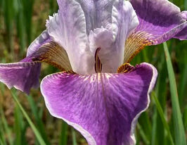 Ирис сибирский Балерина Денс (Ballerina Dance) купить