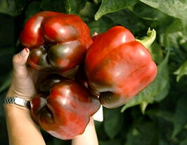 Перец сладкий Сондела F1 купить