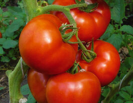 Томат Атія F1купити