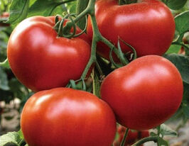 Томат Аламіна F1купити