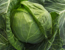 Капуста рання Адема F1купити