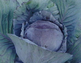 Капуста червонокачанна Редма F1купити