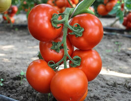 Томат Беллавіза F1купити