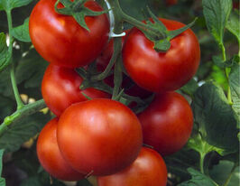 Томат Барбадос F1купити