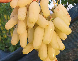 Виноград Алінкакупити