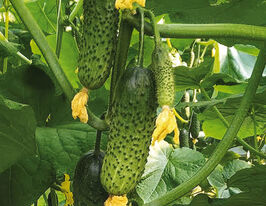 Огірок Кантара F1купити