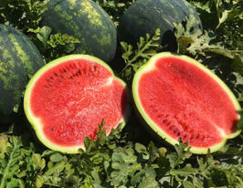 Кавун Лузітана F1купити