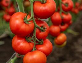 Томат Алазія F1купити