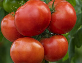Томат Анненфельд F1купити