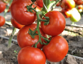 Томат Чінто F1купити