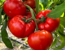 Томат Костаред F1купити