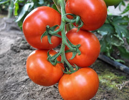 Томат Дофу F1купити