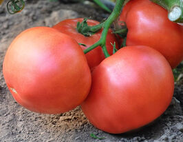 Томат Есміра F1купити