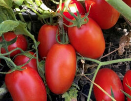 Томат Філікса F1купити