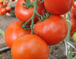 Томат в/р Махітос F1купити