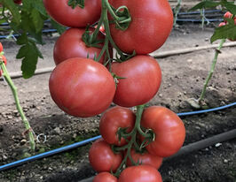 Томат Мануса F1купити