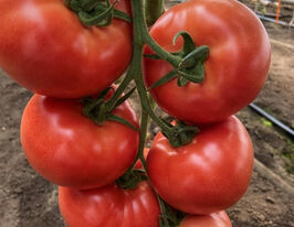 Томат Наргіза F1купити