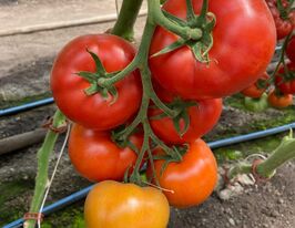 Томат Редсонні F1купити