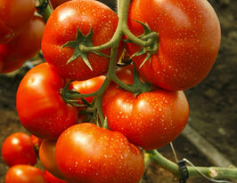 Томат Уманья F1 купить