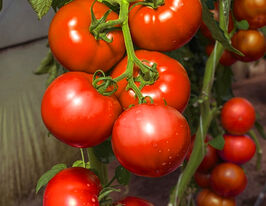 Томат Васанта F1 купить