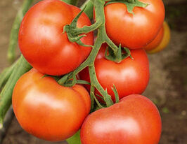 Томат Васмия F1 купить