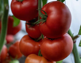 Томат Жамиля F1 купить