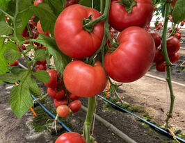 Томат Зухраза F1 купить
