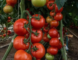 Томат Зульфия F1 купить