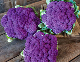 Капуста Цвітна Лавендер F1купити