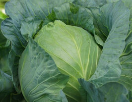 Капуста середньостигла Блюзма F1купити