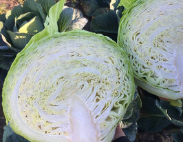 Капуста пізня Лонгма F1купити