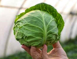 Капуста рання Заріссіма F1купити