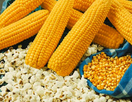 Кукурудза Попкорн Янтаркупити