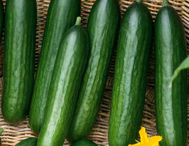 Огірок Твенті F1купити