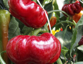 Перець солодкий Раєнкупити