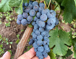 Виноград Цвайгельт купить