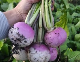 Ріпа японська Світбелл F1купити